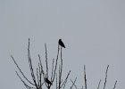 Bohemian Waxwing (12)