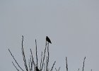 Bohemian Waxwing (13)