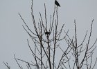 Bohemian Waxwing (14)
