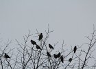 Bohemian Waxwing (16)