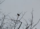 Bohemian Waxwing (18)