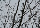 Bohemian Waxwing (2)