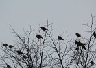 Bohemian Waxwing (21)