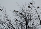 Bohemian Waxwing (22)