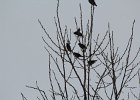 Bohemian Waxwing (25)