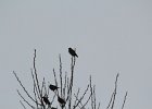 Bohemian Waxwing (26)