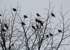 Bohemian Waxwing (27)