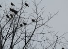 Bohemian Waxwing (28)