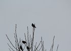 Bohemian Waxwing (29)