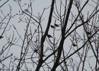 Bohemian Waxwing (3)
