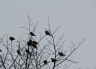Bohemian Waxwing (30)