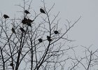 Bohemian Waxwing (33)