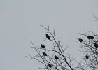 Bohemian Waxwing (34)