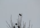Bohemian Waxwing (35)
