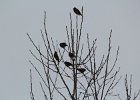 Bohemian Waxwing (36)