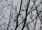 Bohemian Waxwing (5)