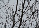 Bohemian Waxwing (6)