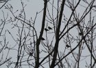 Bohemian Waxwing (7)