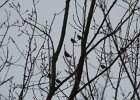Bohemian Waxwing (8)