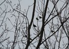 Bohemian Waxwing (9)