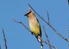 101Cedar Waxwing (34)