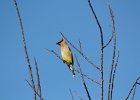 Cedar Waxwing (1)
