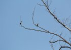 Cedar Waxwing (10)