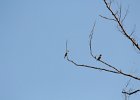 Cedar Waxwing (15)