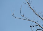 Cedar Waxwing (16)