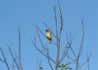 Cedar Waxwing (2)
