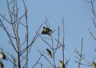 Cedar Waxwing (20)