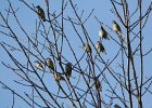 Cedar Waxwing (21)