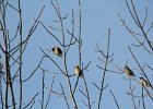 Cedar Waxwing (22)