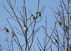 Cedar Waxwing (23)