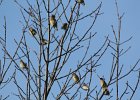 Cedar Waxwing (24)