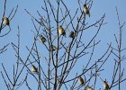 Cedar Waxwing (25)