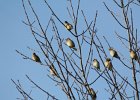Cedar Waxwing (26)