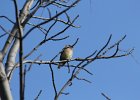 Cedar Waxwing (27)
