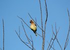 Cedar Waxwing (3)