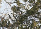 Cedar Waxwing (31)