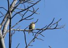 Cedar Waxwing (32)