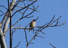 Cedar Waxwing (33)