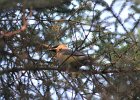 Cedar Waxwing (34)