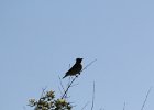 Cedar Waxwing (35)