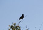 Cedar Waxwing (36)