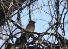 Cedar Waxwing (37)
