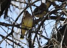 Cedar Waxwing (38)