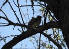 Cedar Waxwing (39)