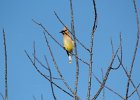 Cedar Waxwing (4)