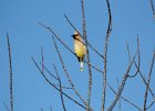Cedar Waxwing (5)